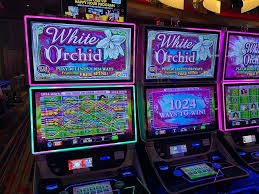 Tampilan high roller untuk pemain dewasa